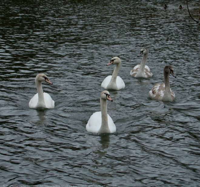 Photo de Cygne