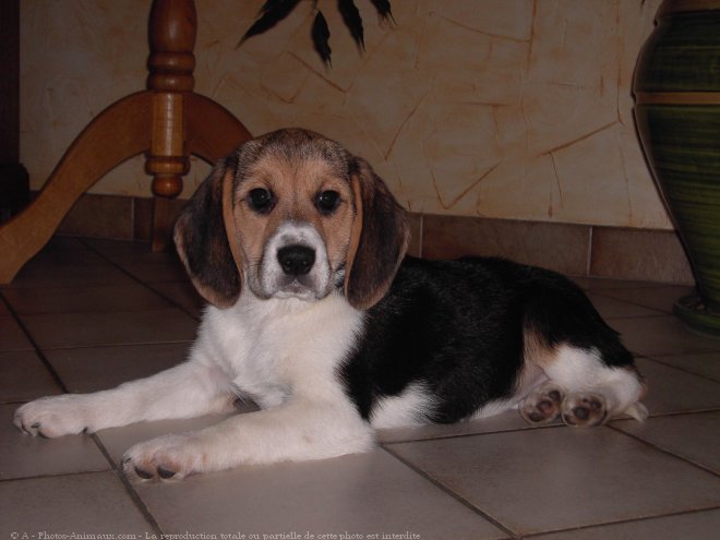 Photo de Beagle