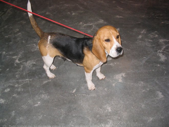 Photo de Beagle