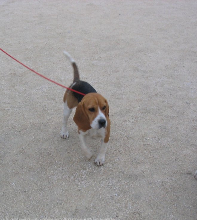 Photo de Beagle