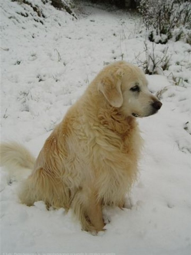 Photo de Golden retriever