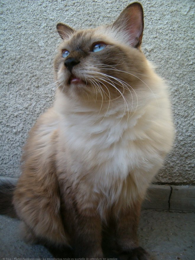 Photo de Sacr de birmanie