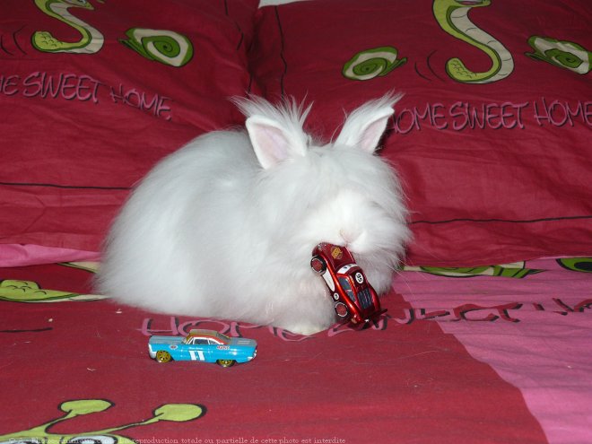 Photo de Lapin