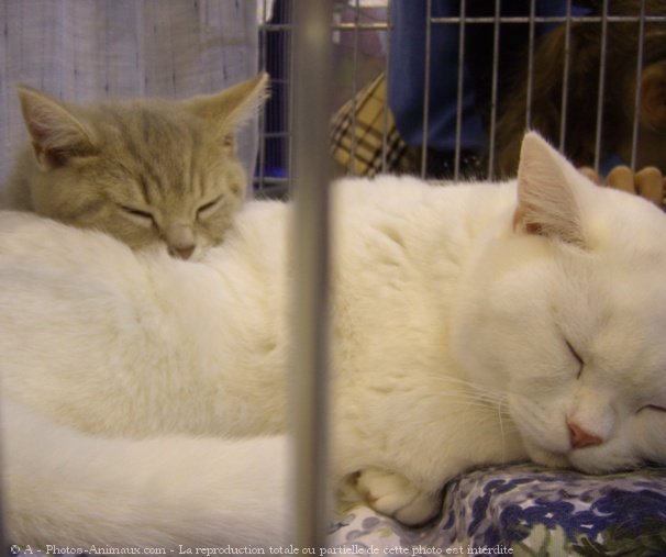 Photo de British shorthair