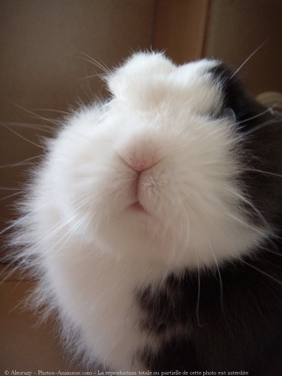 Photo de Lapin