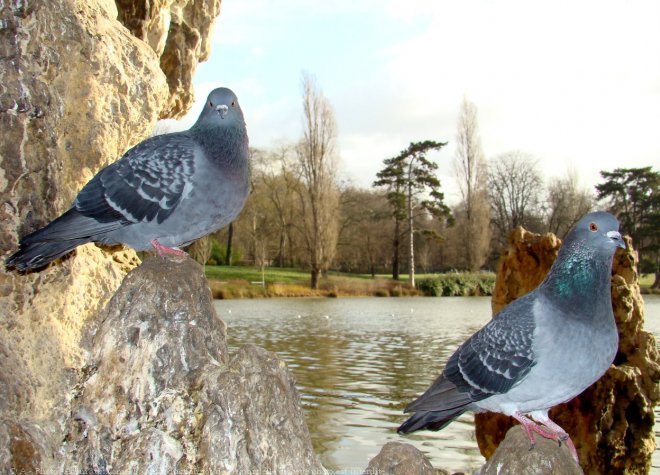 Photo de Pigeon