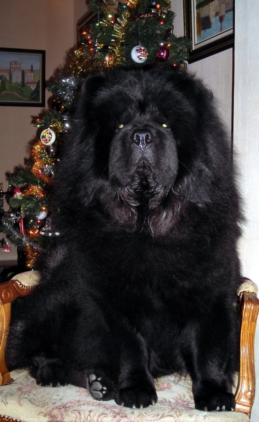 Photo de Chow chow