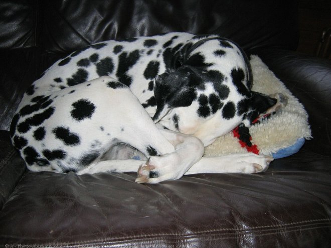 Photo de Dalmatien