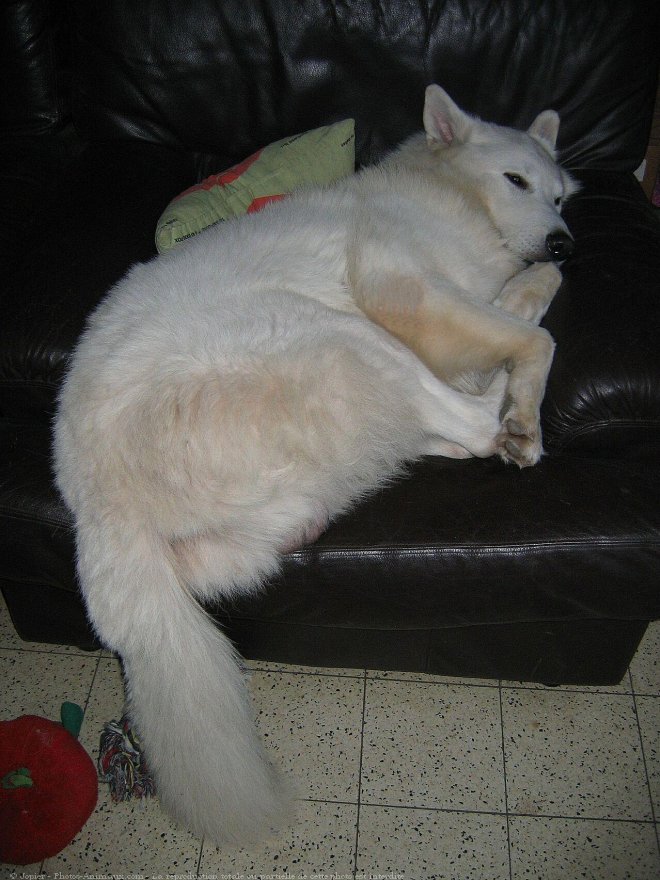 Photo de Berger blanc suisse