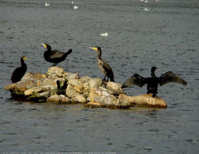 Photo de Cormorans hupps