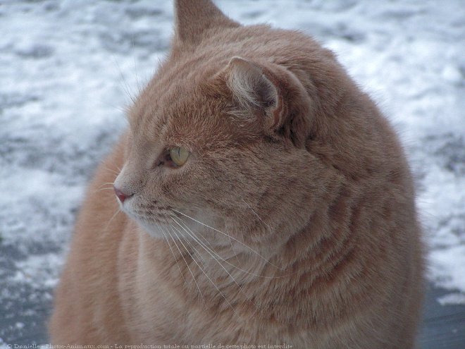 Photo de Chat domestique