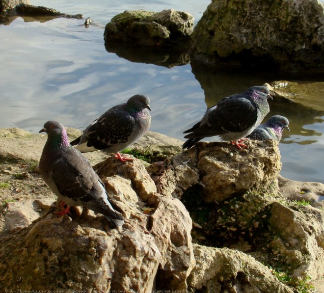 Photo de Pigeon