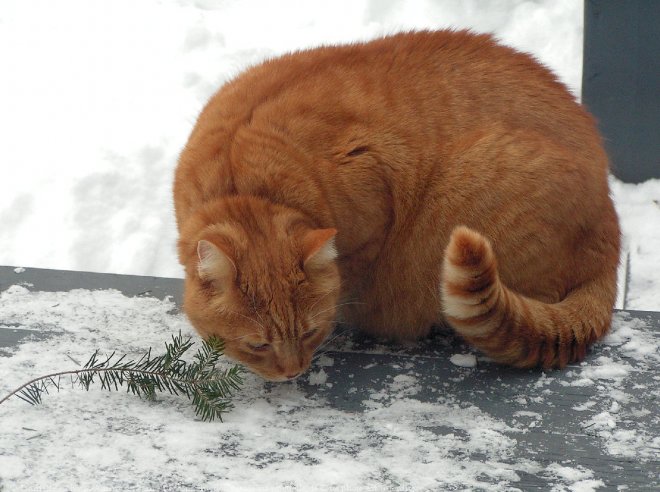 Photo de Chat domestique