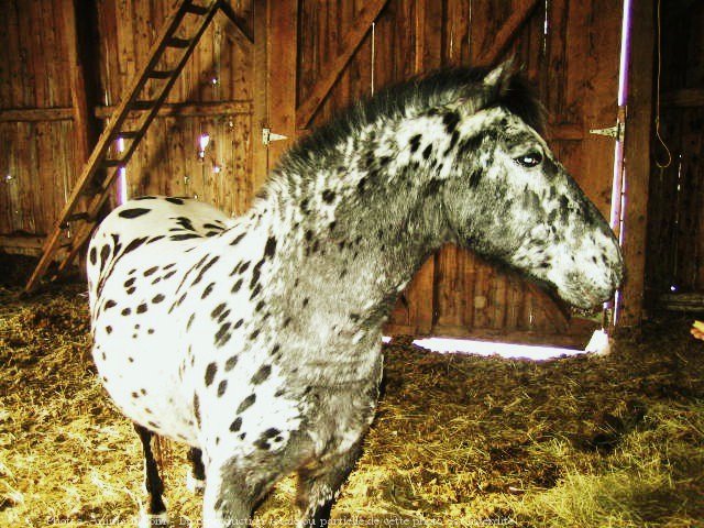 Photo d'Appaloosa