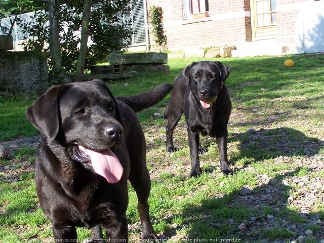 Photo de Labrador retriever