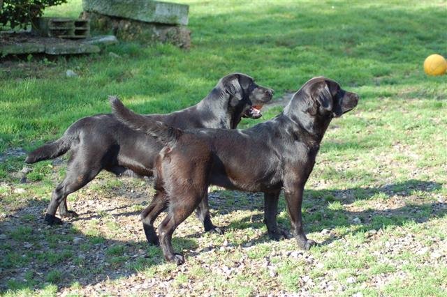 Photo de Labrador retriever