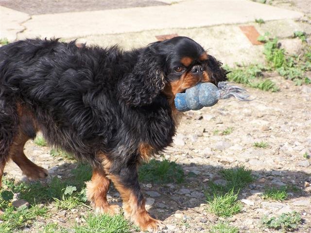 Photo de King charles spaniel