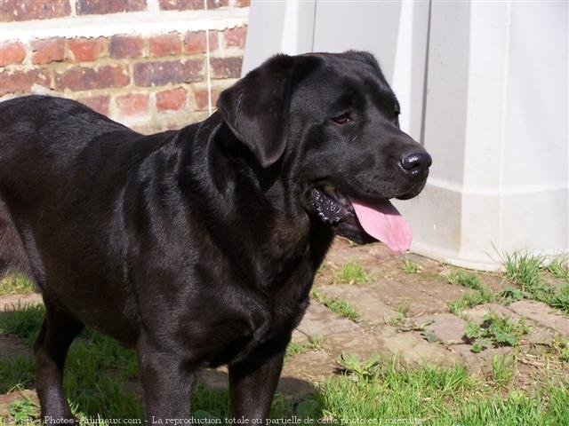 Photo de Labrador retriever