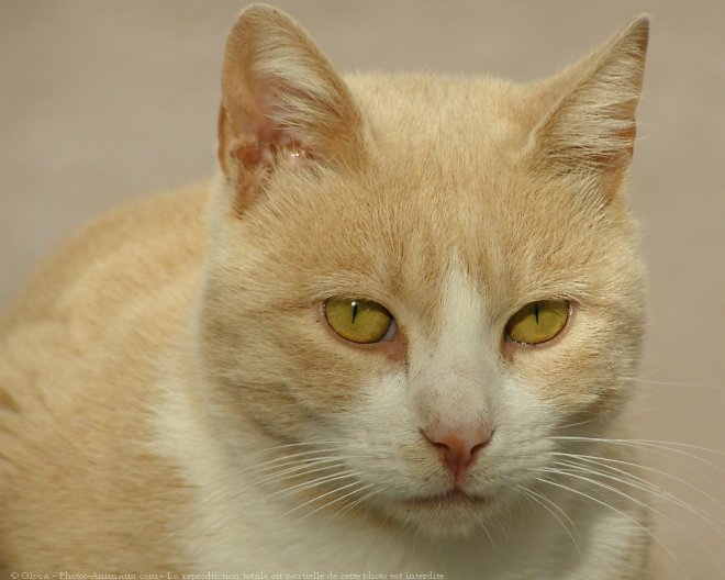 Photo de Chat domestique