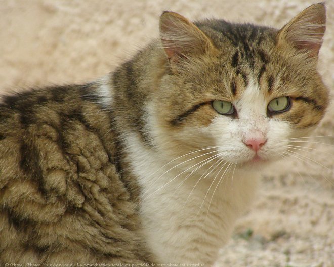 Photo de Chat domestique