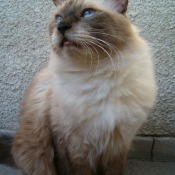 Photo de Sacr de birmanie