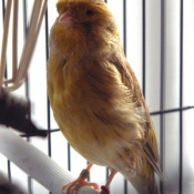 Photo de Canari