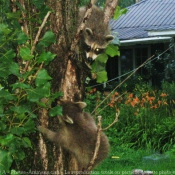 Photo de Raton laveur