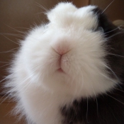 Photo de Lapin