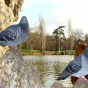 Photo de Pigeon