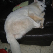 Photo de Berger blanc suisse