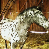 Photo d'Appaloosa