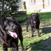 Photo de Labrador retriever