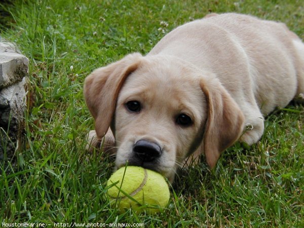 Photo de Labrador retriever