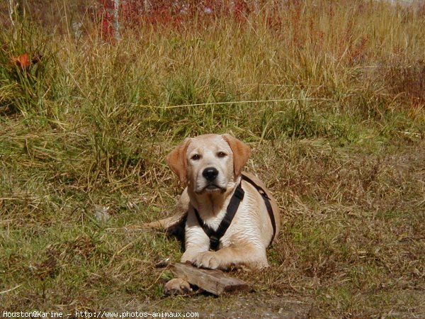 Photo de Labrador retriever