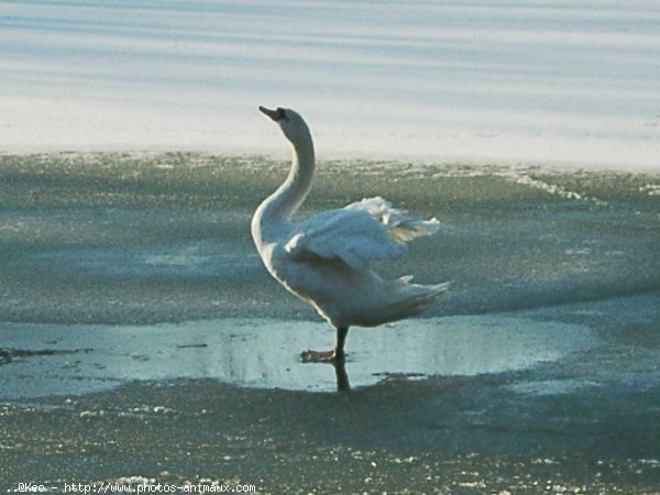 Photo de Cygne