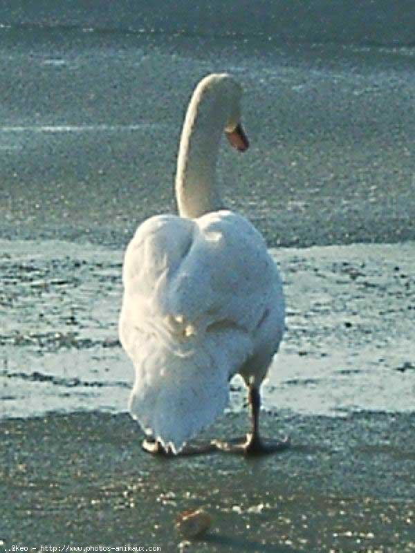 Photo de Cygne