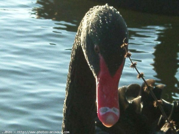 Photo de Cygne