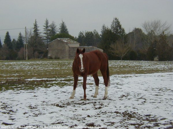 Photo de Selle franais