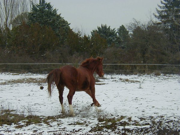 Photo de Selle franais