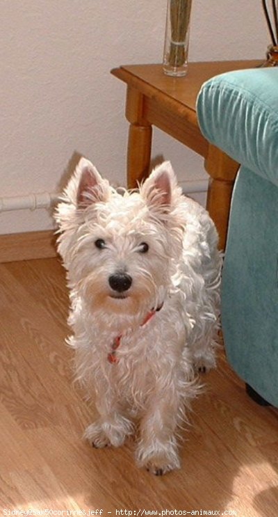 Photo de West highland white terrier