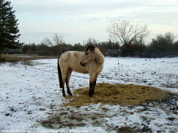 Photo d'Appaloosa