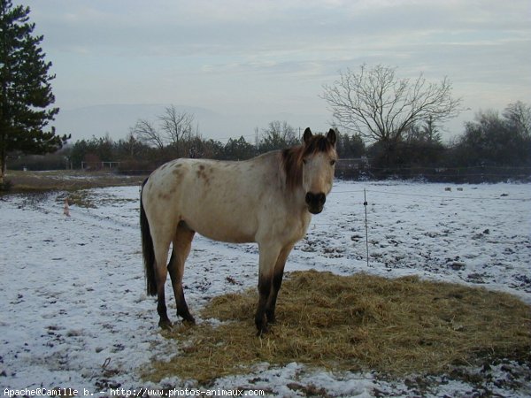 Photo d'Appaloosa