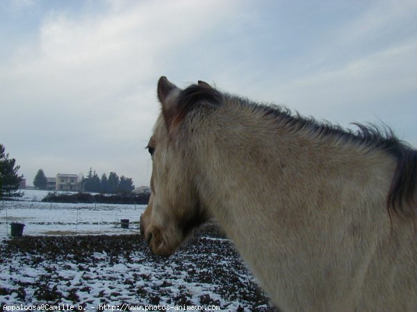 Photo d'Appaloosa