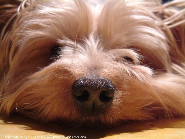 Photo de Yorkshire terrier