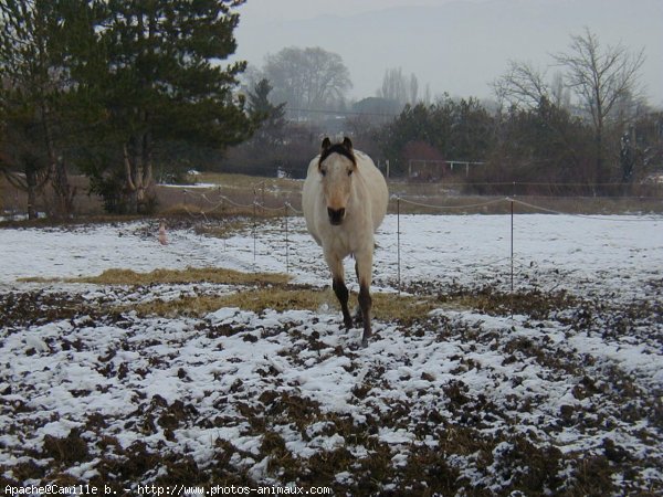 Photo d'Appaloosa