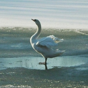 Photo de Cygne