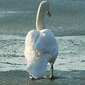 Photo de Cygne