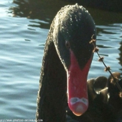 Photo de Cygne