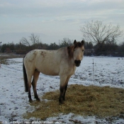 Photo d'Appaloosa