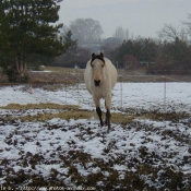 Photo d'Appaloosa